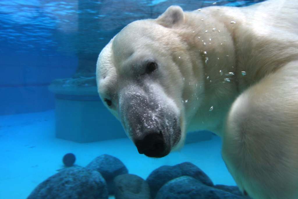 6 Reasons to Visit the Northeast polar bear at Lincoln Park Zoo, Chicago.