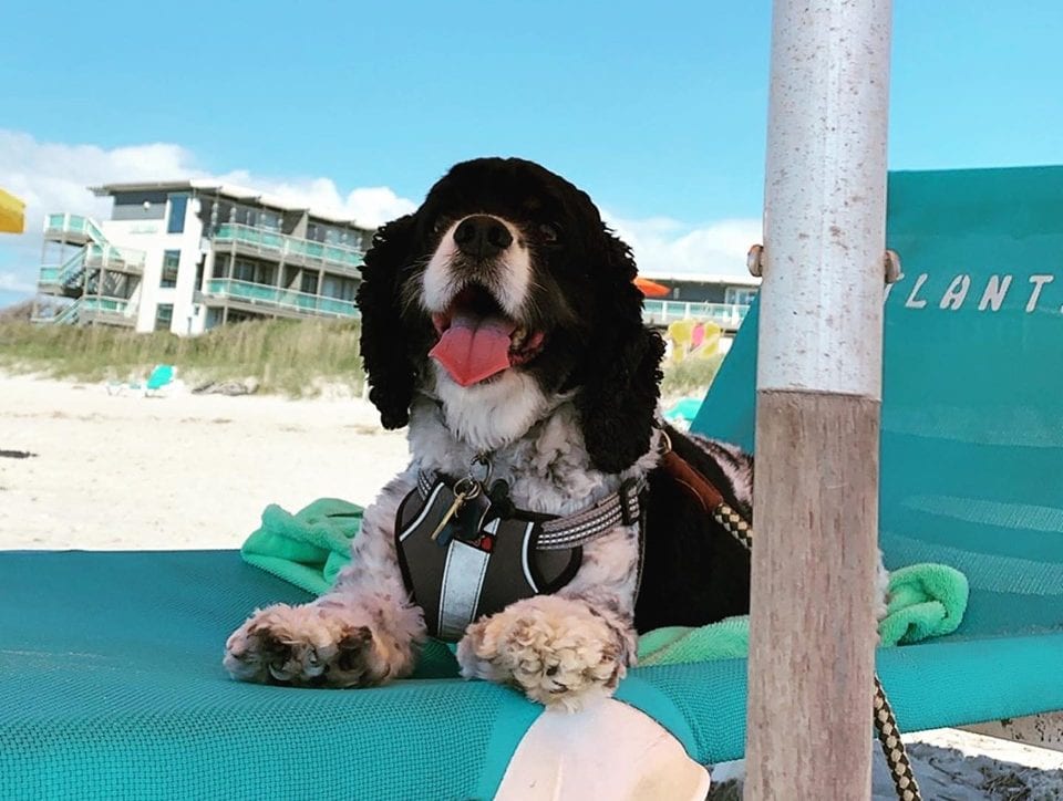 Travel nurse pet