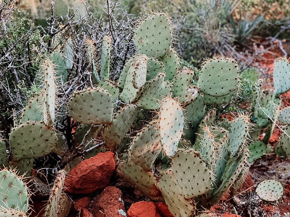 5 Best Arizona Hiking Trails in Phoenix Opuntia azurea cactus in phoenix Arizona desert