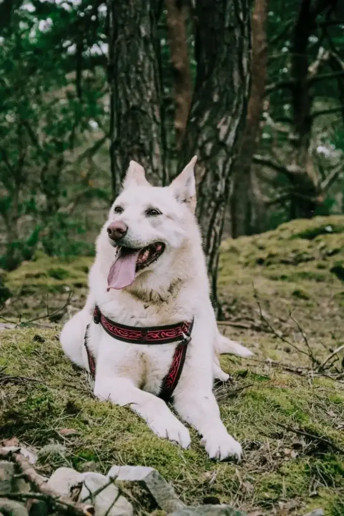 travel nursing with dog
