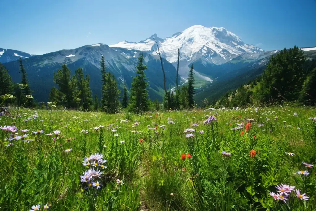 Top In-Demand States for Travelers in Spring 2025 Meadow of wildflowers with Mt. Rainier in the background